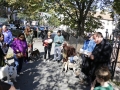 Special Blessing of all animals